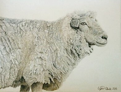 The Tale of the Woolly Sheep