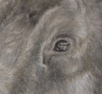 "Alces Alces" 16x14" Pastel on pastelmat image 2