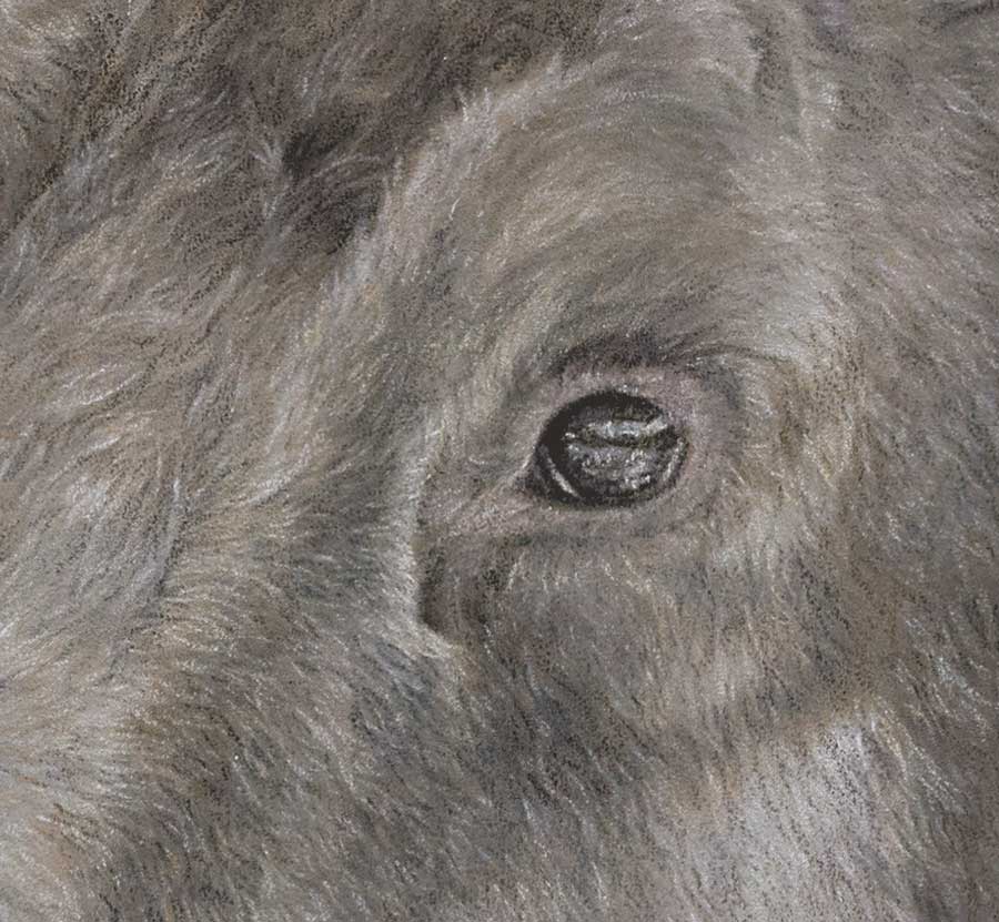 "Alces Alces" 16x14" Pastel on pastelmat image 2