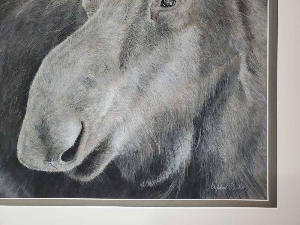 "Alces Alces" 16x14" Pastel on pastelmat image 3