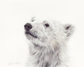 Polar Bear Fine Art Print 'Searching for Answers' image 0