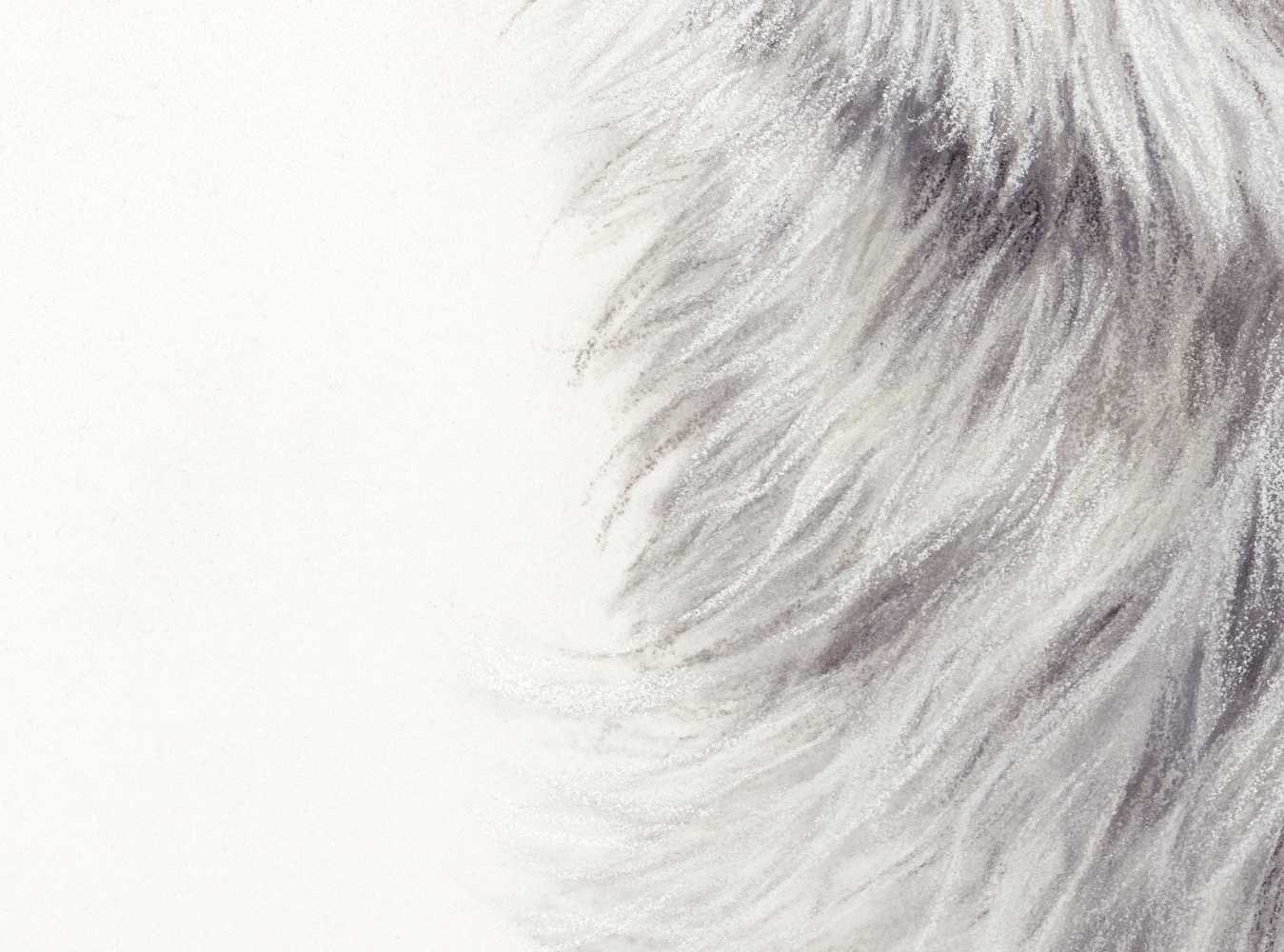 Polar Bear Fine Art Print 'Searching for Answers' image 2