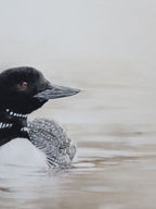 'Where the Stillness Begins' Original Loon pastel artwork image 8