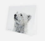 Greeting Card 'Searching for Answers' Polar Bear image 1