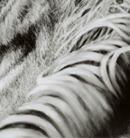 "A Glance from Eye to Eye'' 10x8" Framed Pastel Original image 1