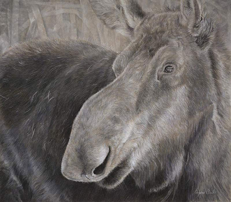 "Alces Alces" 16x14" Pastel on pastelmat image 0