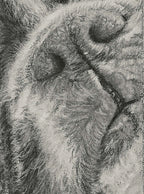 Framed Pastel Original "Want to Play?" 8x10 image 4