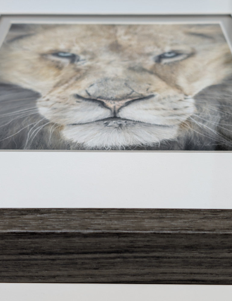 Close-up of a lion's face in a wooden frame on a white background