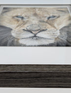 Close-up of a lion's face in a wooden frame on a white background