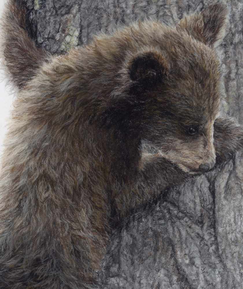 Close-up of a brown bear cub against a tree trunk. Artwork by Crystal Clarke 