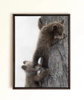 A framed canvas print of two brown bear cubs climbing a tree, displayed on a light beige wall. Drawn by Crystal Clarke