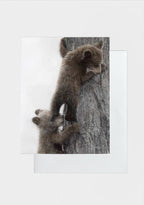 Two bear cubs climbing a tree on a white background