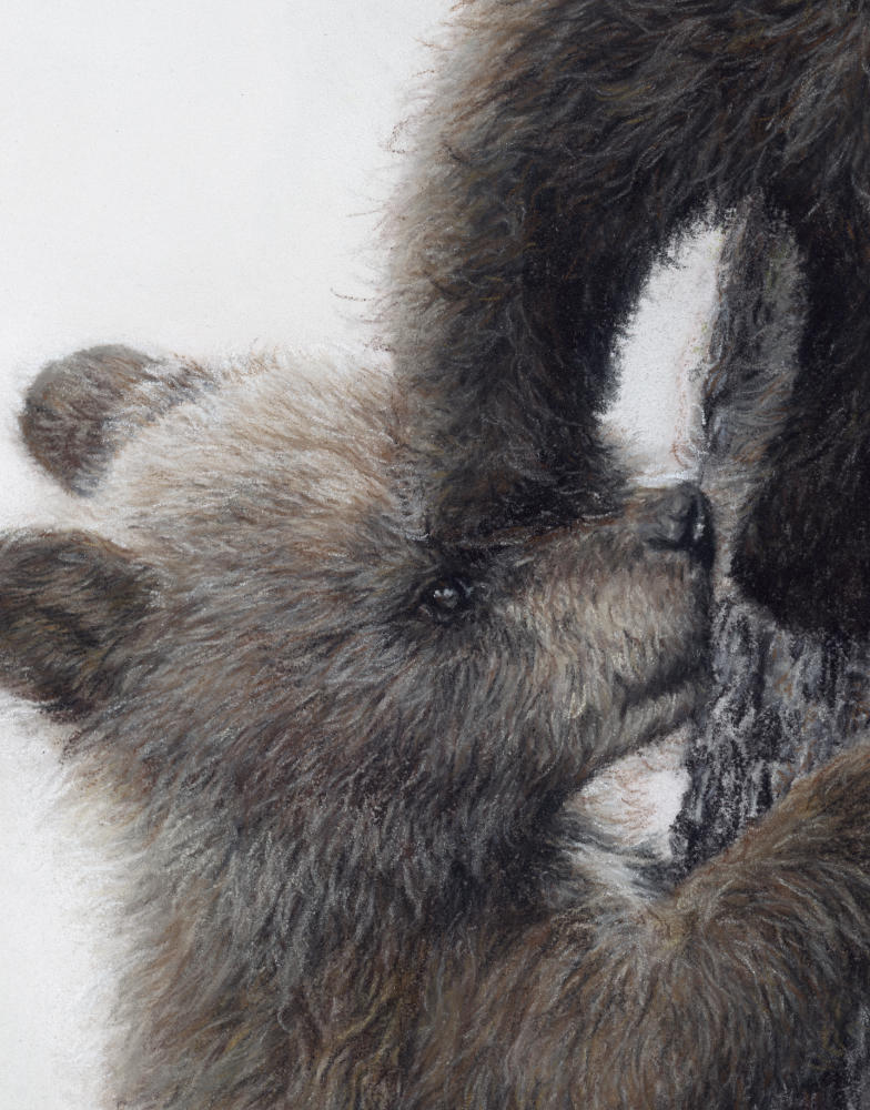 Bear Cubs drawing detail of one cubs face artwork by Crystal Clarke 