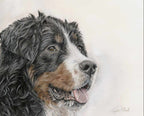 Detailed drawing of a bernese mountain dog's face with a soft background