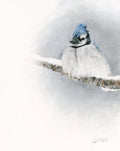 'Resilience' Blue Jay Fine Art Print image 0