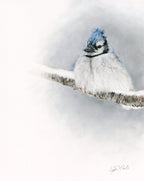 'Resilience' Blue Jay Fine Art Print image 0