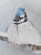 'Resilience' Blue Jay Fine Art Print image 3