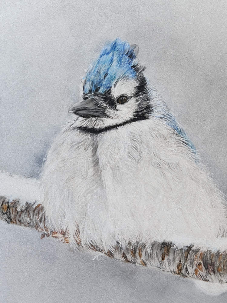 'Resilience' Blue Jay Fine Art Print image 3