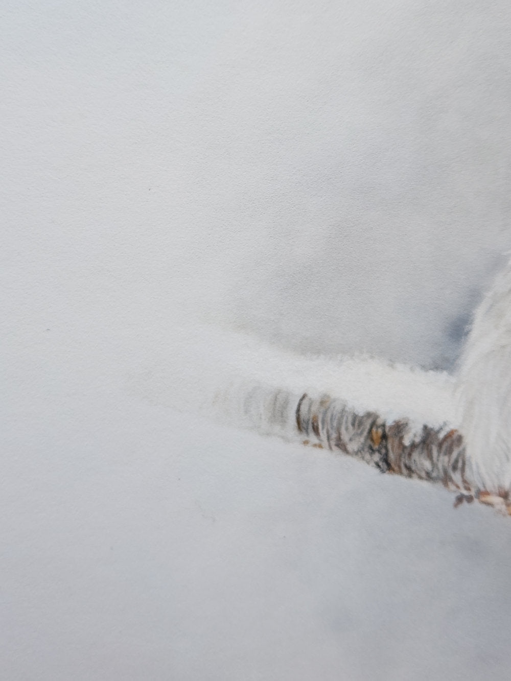 'Resilience' Blue Jay Fine Art Print image 4