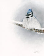 Blue jay perched on a branch with a snowy background