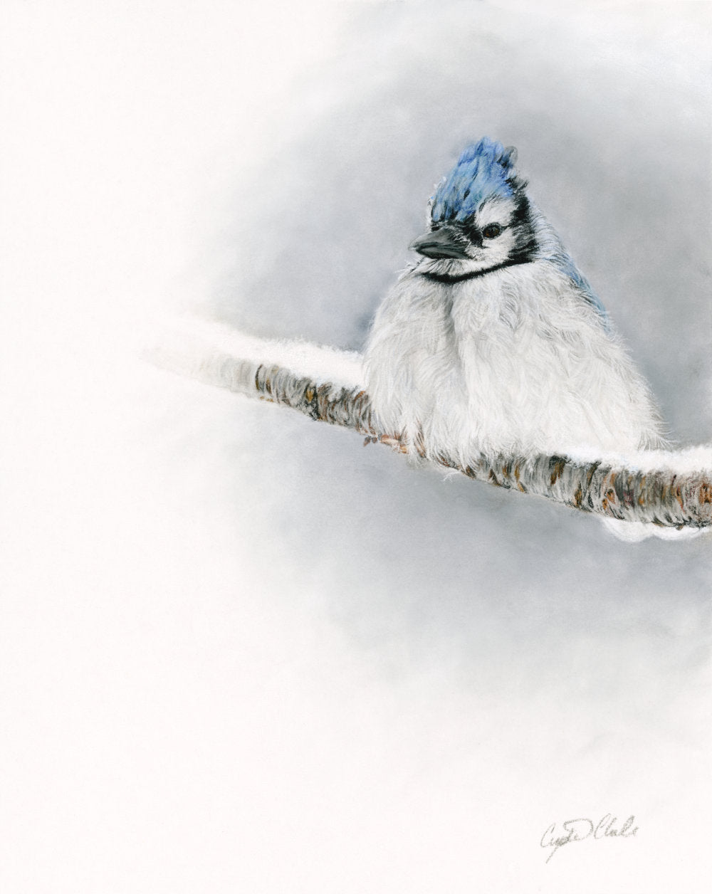 Blue jay perched on a branch with a snowy background