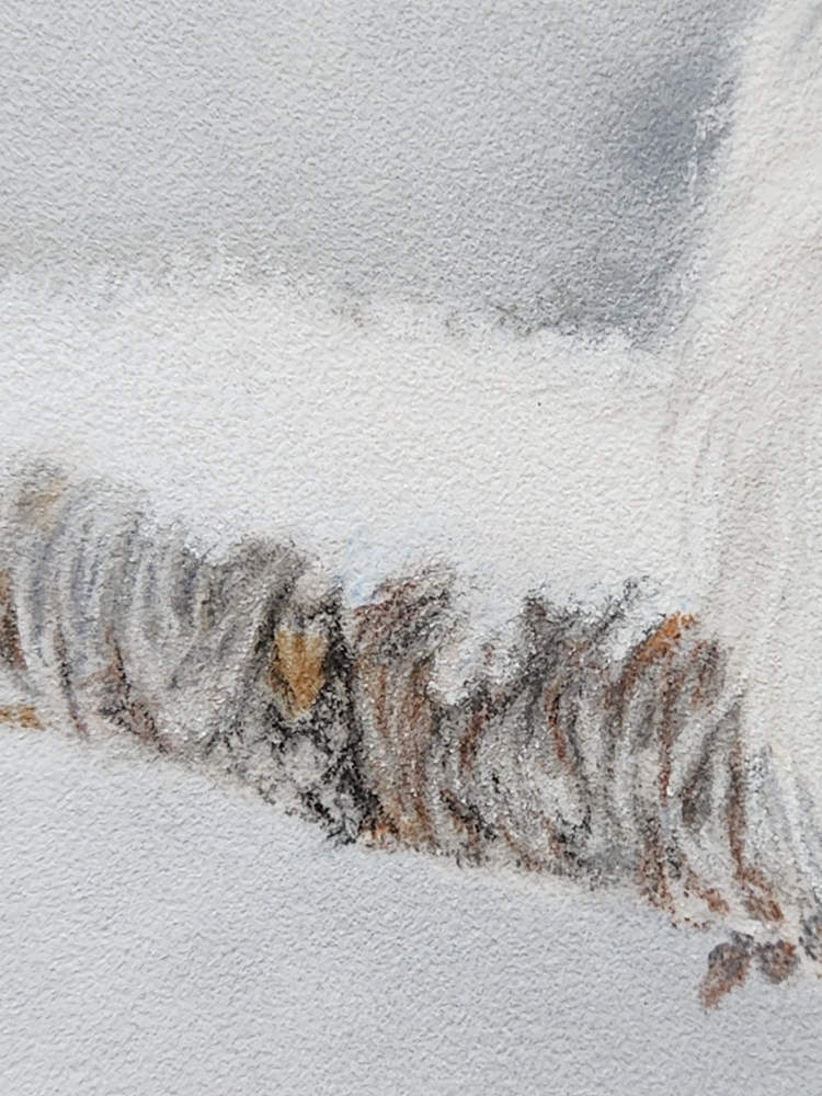 Close up detail of pastel drawing, you can see the pastel texture