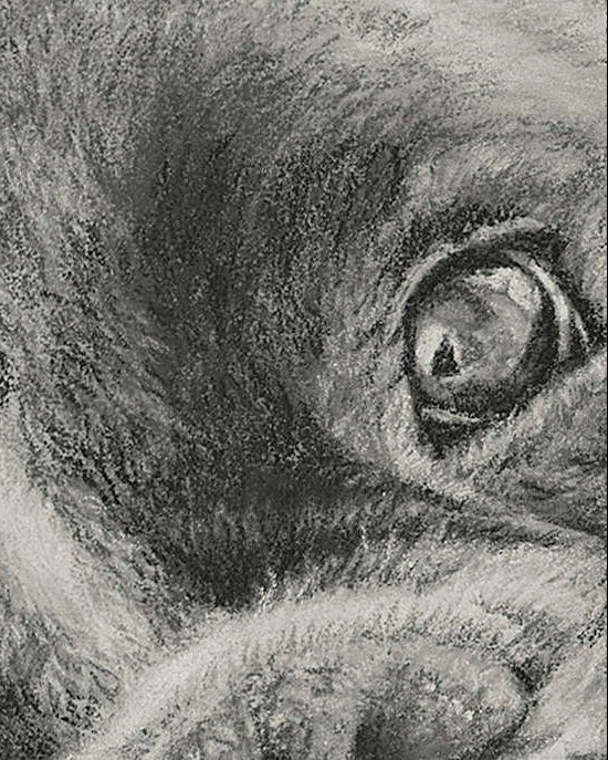 Close-up of a textured surface of pastel drawing of boxer dog 
