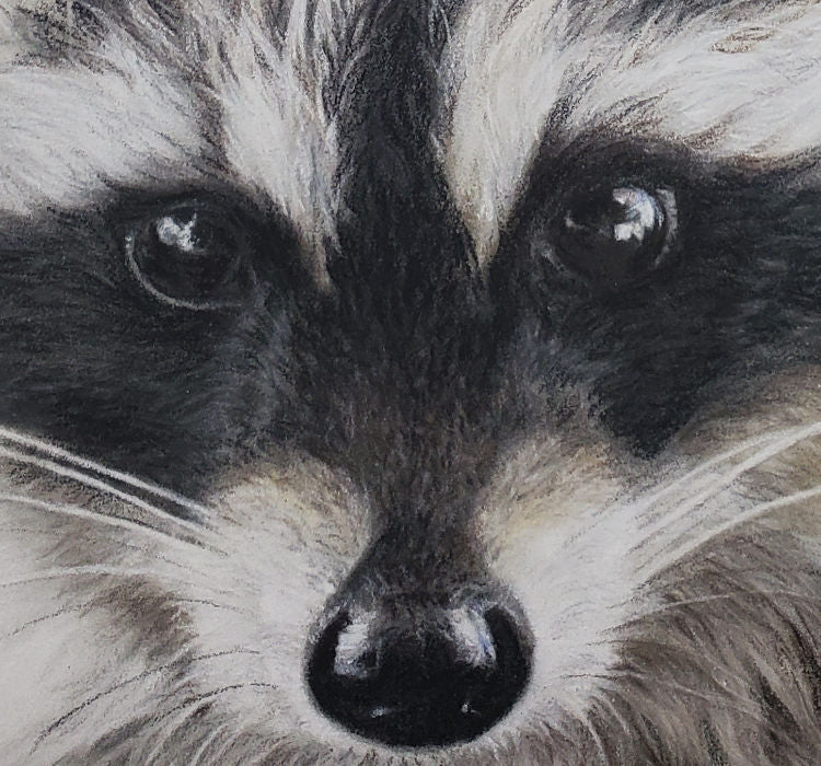 'Little Bandit' Raccoon Fine Art Giclee Print image 4