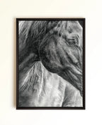 A framed black and white charcoal-style drawing of a horse's head and neck, shown hanging on a light beige wall drawn by Crystal Clarke