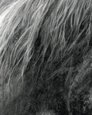 Detailed pencil drawing of a horse's head