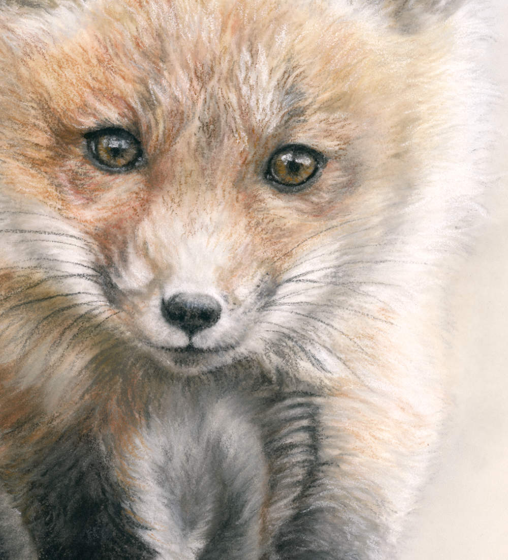 'Curiosity' Fox kit Fine Art Print image 3