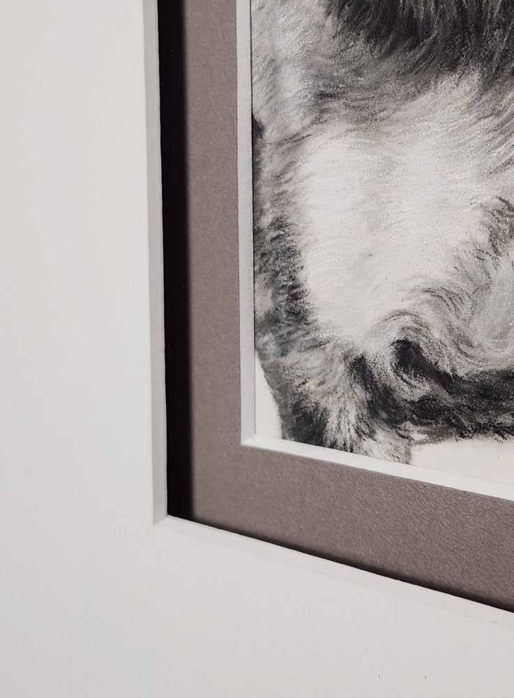 Framed black and white of dog close-up of the matting 