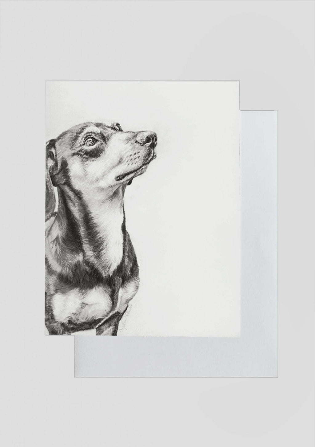 Drawing of a dachshund on a white background