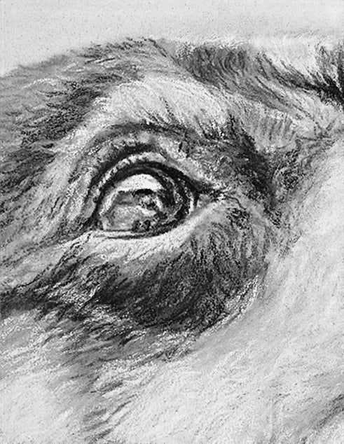 Detailed pastel drawing of a dog's eye