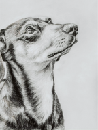 Detailed black and white drawing of a dog's profile on a light gray background
