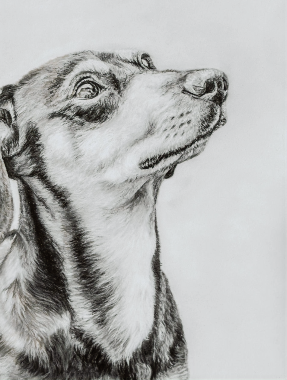 Detailed black and white drawing of a dog's profile on a light gray background