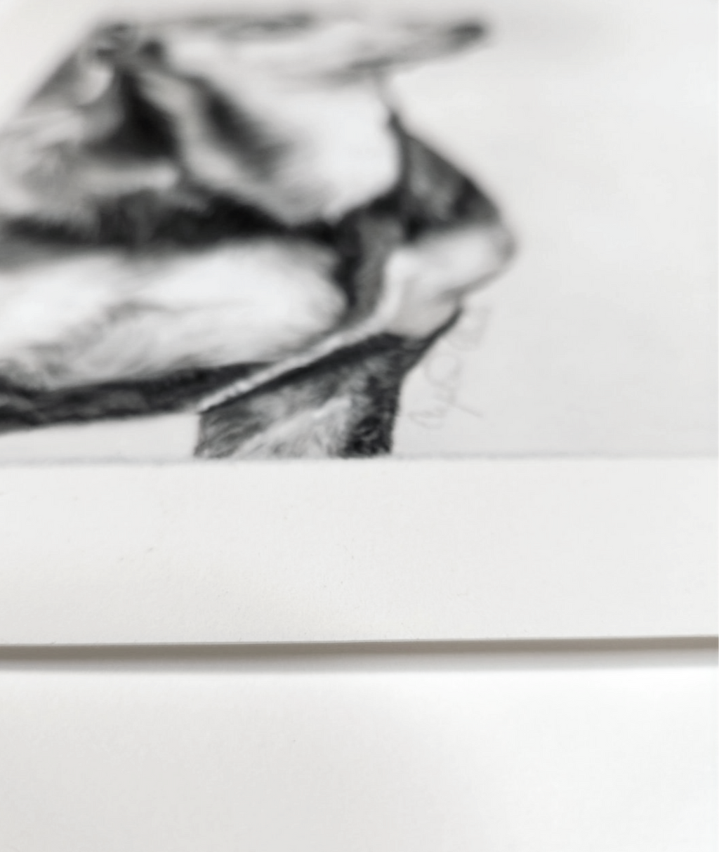 Close-up of a dachshund drawing on pastelmat