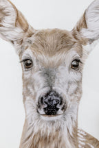 Original deer drawing details