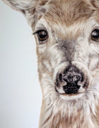 Close up of the drawing 'Grace' a deer drawn by Crystal Clarke 