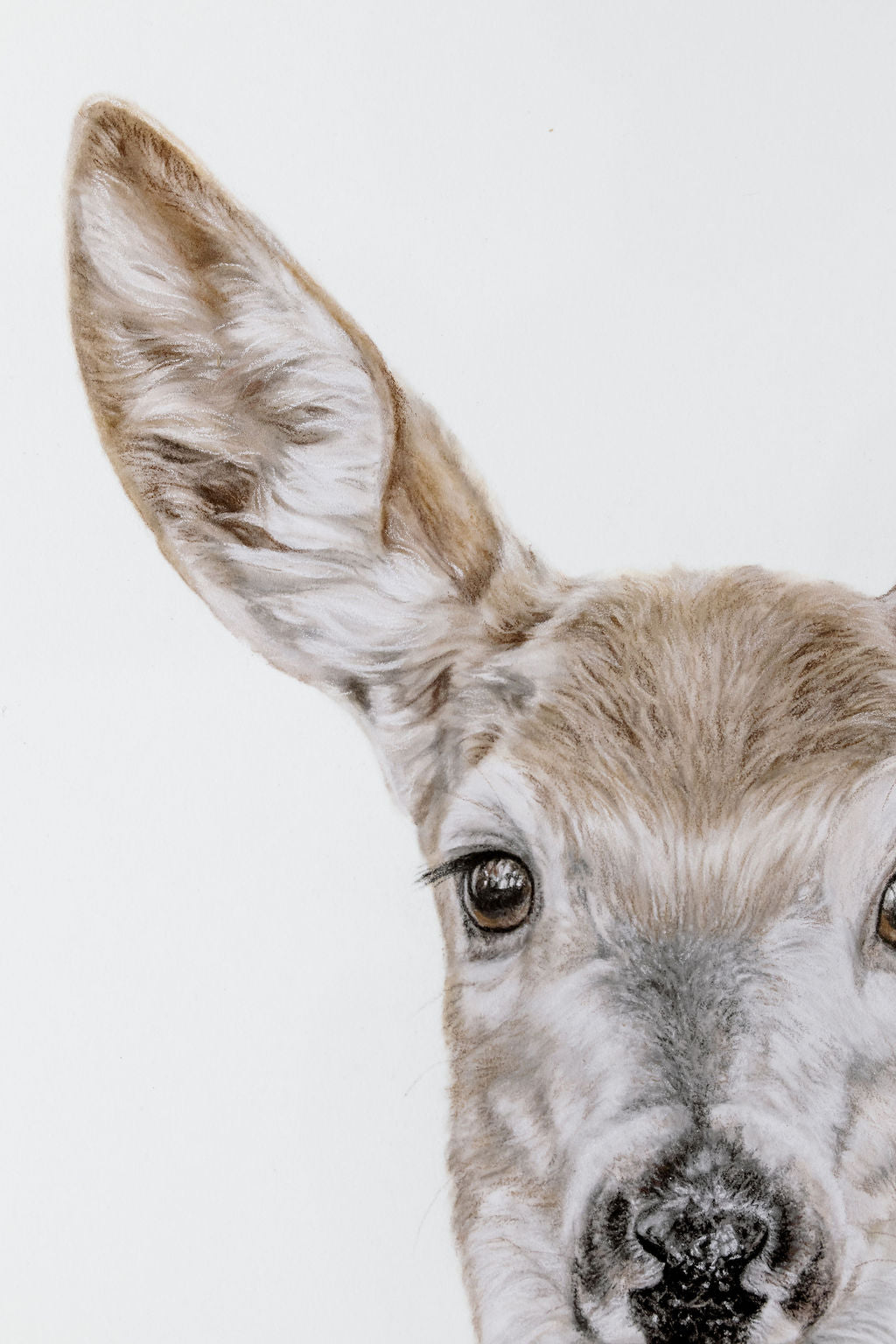 Close-up of a deer's face on a white background