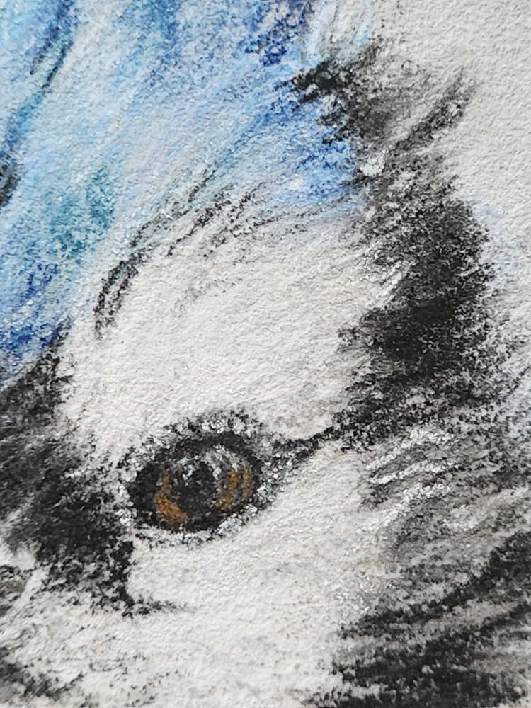 pastel drawing detail of a blue jay