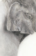 Pastel detail of elephant and calf drawing