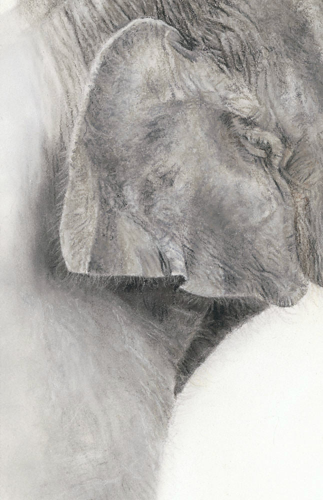 Pastel detail of elephant and calf drawing