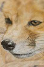 Close-up of a pastel drawing of foxes face with a blurred background
