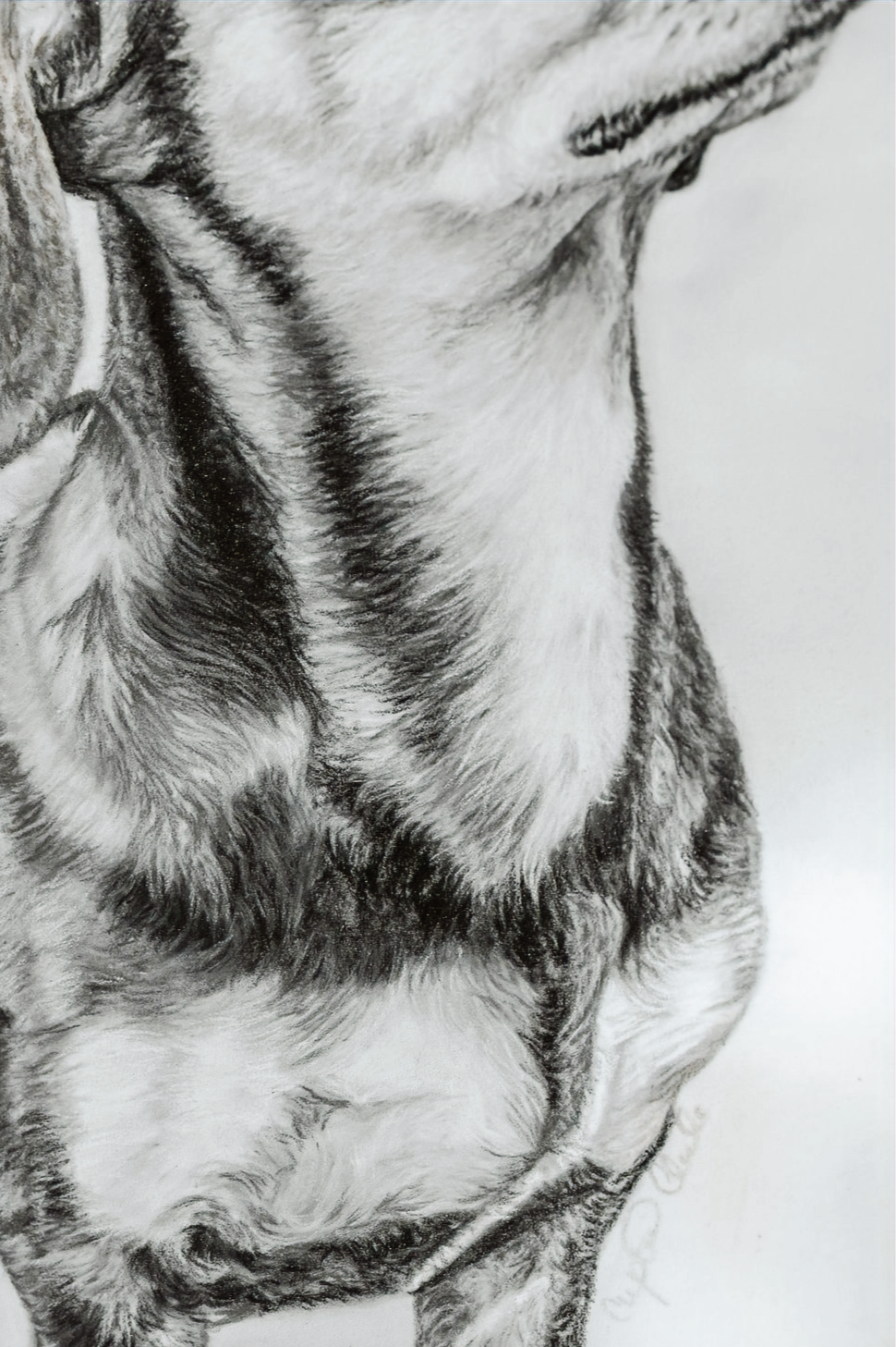 Detail of pastel drawing of dachshund