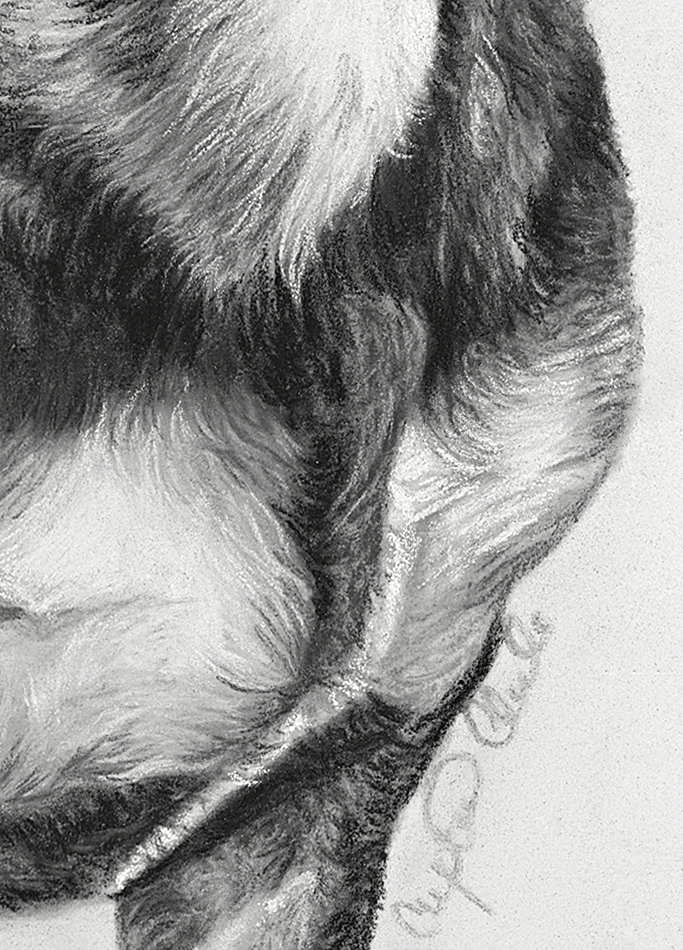 Detail of pastel drawing of dachshund with artist signature