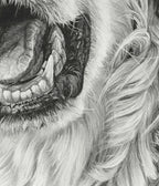 Detail of the black and white pastel drawing of golden retriever