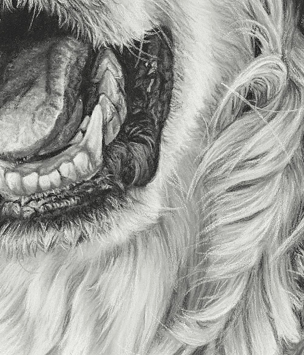 Detail of the black and white pastel drawing of golden retriever