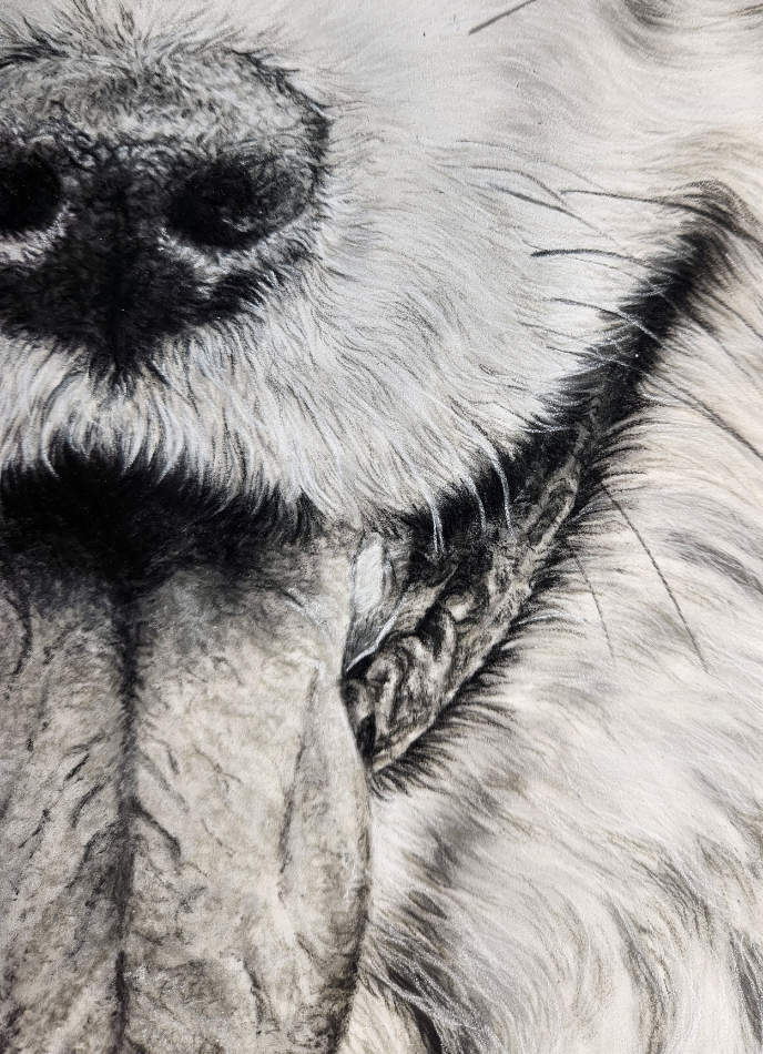 Close-up of the dog smile pastel drawing with detailed fur and features.