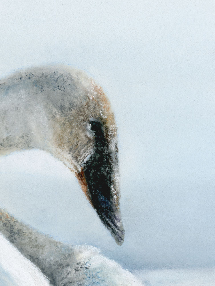 Close-up pastel drawing of a swan's head with a blurred snowy background